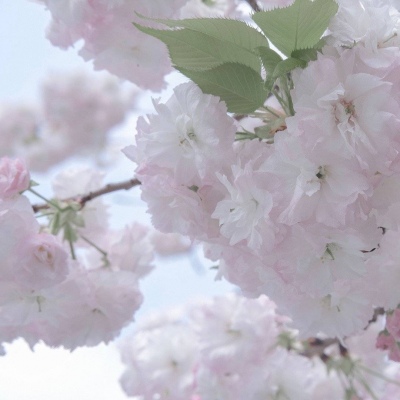 宁明福瑞交流群